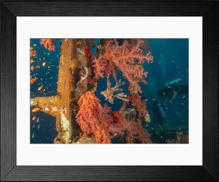 Framed Print : Lionfish in the Red Sea colorful fish, Eilat Israel
