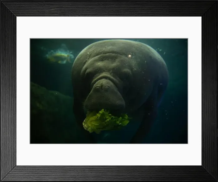 Framed Print : Manatee underwater eating lettuce in an aquarium Framed Print : Manatee underwater eating lettuce in an aquarium