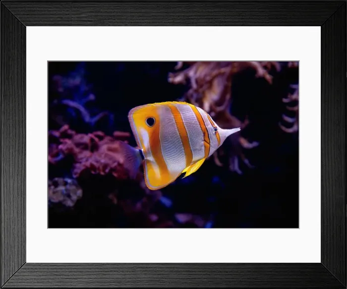 Framed Print : Striped yellow and white tropical fish swimming near a coral reef Framed Print : Striped yellow and white tropical fish swimming near a coral reef