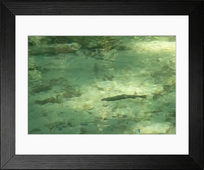 Framed Print : Cutthroat trout in a small stream in South British Columbia, Canada Framed Print : Cutthroat trout in a small stream in South British Columbia, Canada