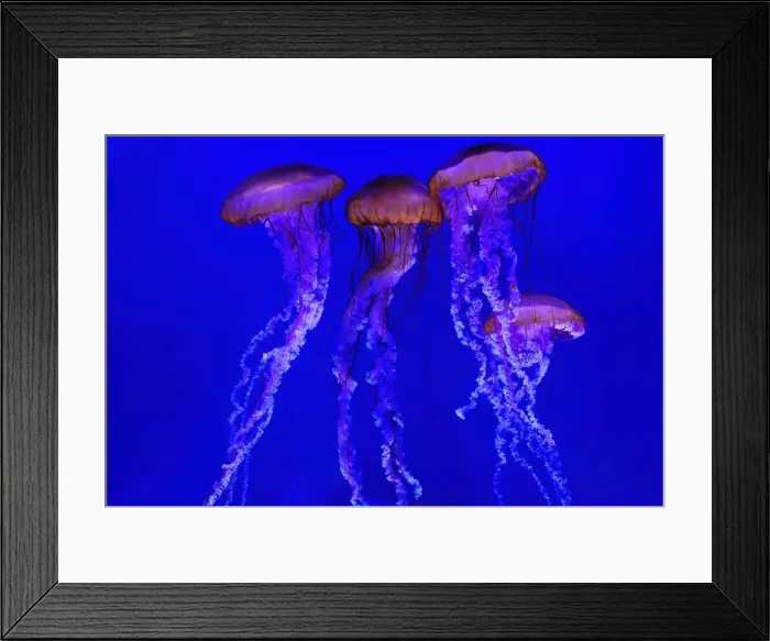 Framed Print : Captivating scene featuring four jellyfish illuminated in vibrant blue light with their long Framed Print : Captivating scene featuring four jellyfish illuminated in vibrant blue light with their long