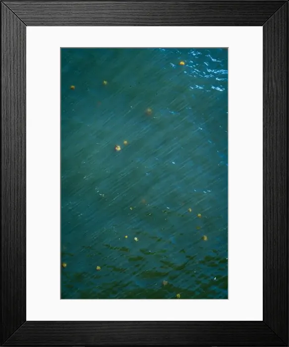 Framed Print : jellyfishes swimming in the water Framed Print : jellyfishes swimming in the water
