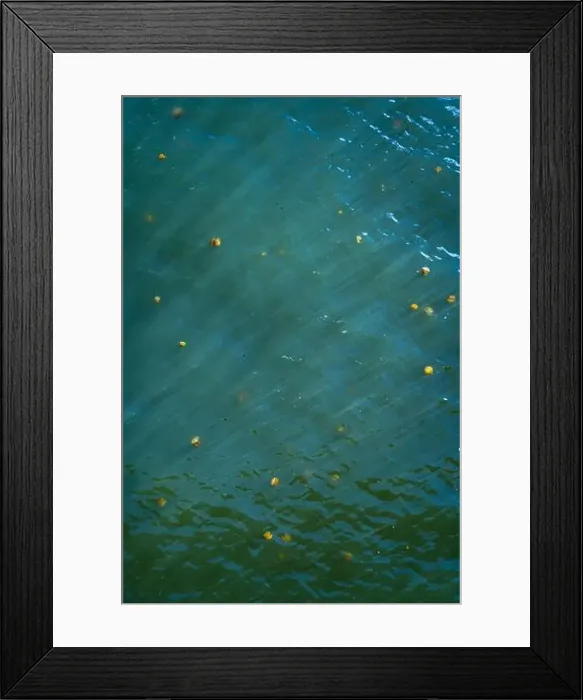 Framed Print : jellyfishes swimming in the water Framed Print : jellyfishes swimming in the water