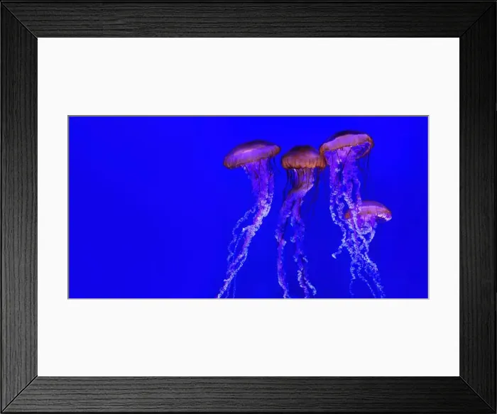 Framed Print : Four jellyfish gracefully swimming in a stunning blue aquarium Framed Print : Four jellyfish gracefully swimming in a stunning blue aquarium