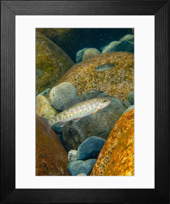 Framed Print : Cutthroat trout Framed Print : Cutthroat trout