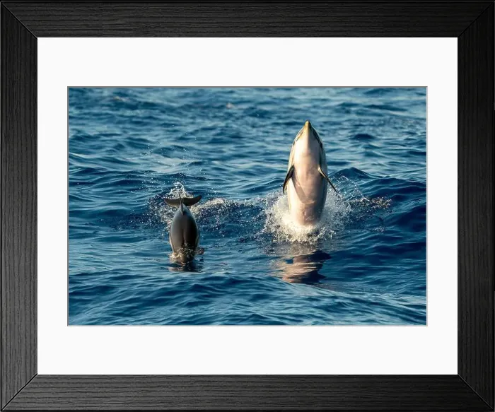 Framed Print : A Mother and calf striped dolphin jumping outside the blue sea Framed Print : A Mother and calf striped dolphin jumping outside the blue sea