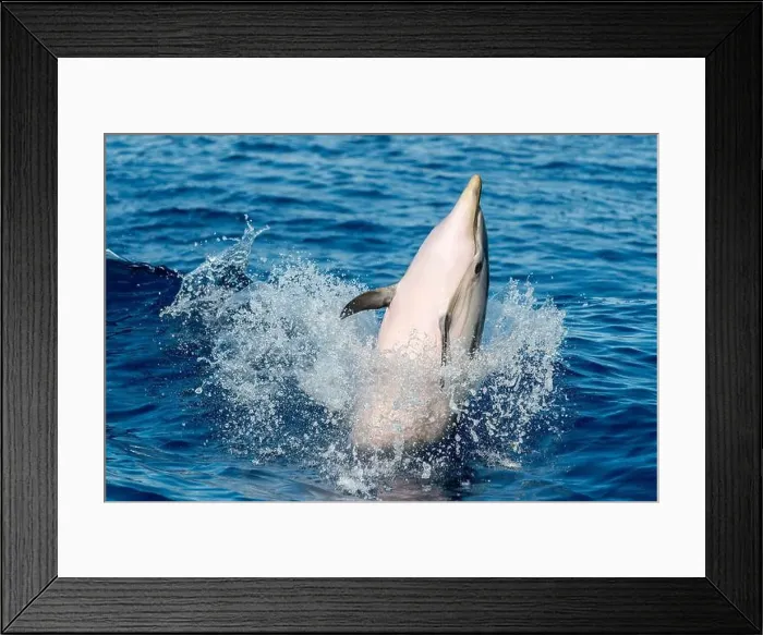 Framed Print : striped dolphin jumping outside the blue sea Framed Print : striped dolphin jumping outside the blue sea
