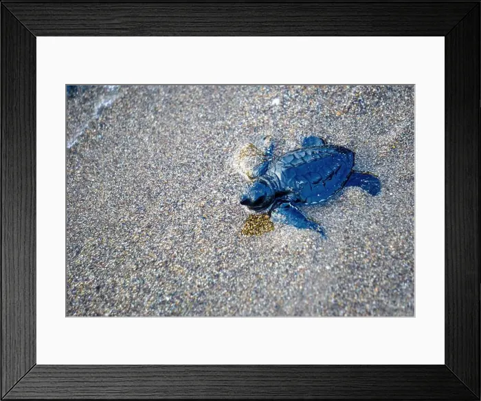 Framed Print : baby turtle walking on the beach