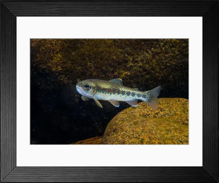 Framed Print : Cutthroat trout ( Oncorhynchus clarkii ) Framed Print : Cutthroat trout ( Oncorhynchus clarkii )