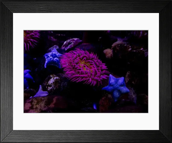 Framed Print : Vibrant purple sea anemone and blue starfish on rocky seabed Framed Print : Vibrant purple sea anemone and blue starfish on rocky seabed