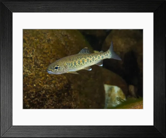Framed Print : Juvenile native trout in a Pacific Northwest stream Framed Print : Juvenile native trout in a Pacific Northwest stream