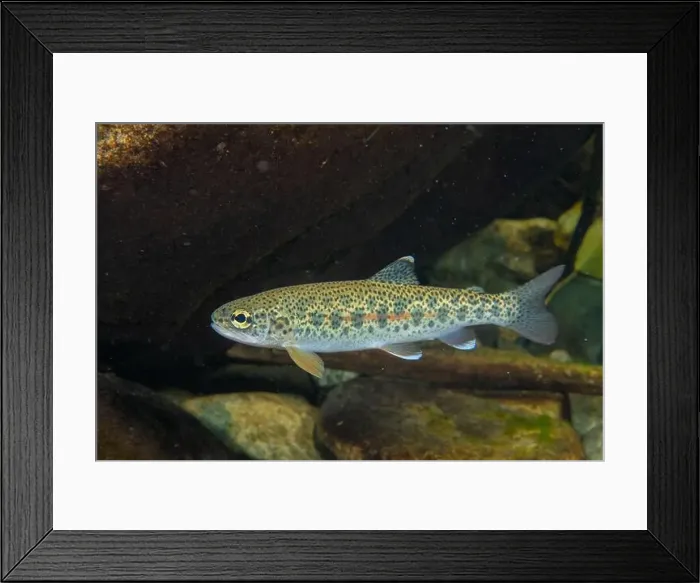 Framed Print : Cutthroat trout in British Columbia, Canada Framed Print : Cutthroat trout in British Columbia, Canada