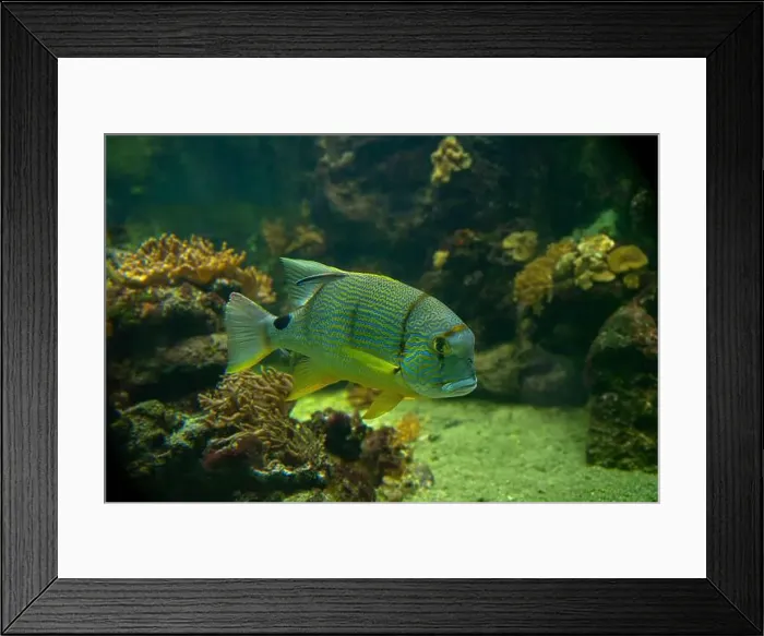Framed Print : Blue-lined seabream or sailfin snapper (Symphorichthys spilurus) Framed Print : Blue-lined seabream or sailfin snapper (Symphorichthys spilurus)
