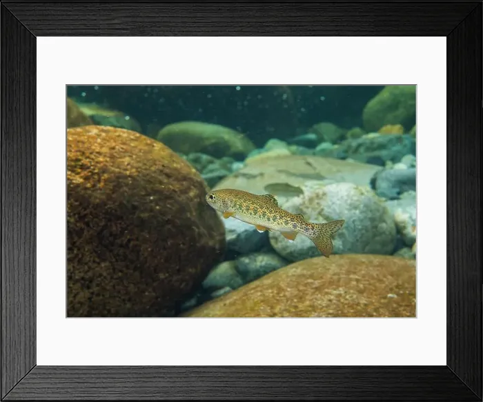 Framed Print : Young trout looking for food in a cool water stream in the Pacific Northwest Framed Print : Young trout looking for food in a cool water stream in the Pacific Northwest