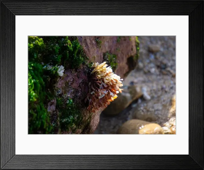Framed Print : Beautiful colorful coral reefs on the beach Framed Print : Beautiful colorful coral reefs on the beach