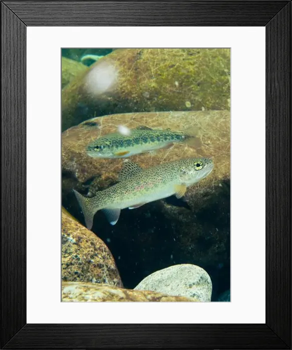Framed Print : Two adults Cutthroat trout Framed Print : Two adults Cutthroat trout