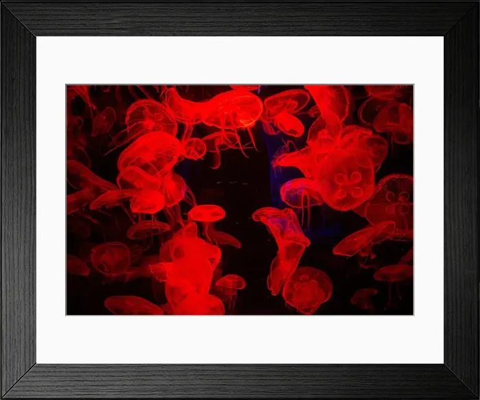 Framed Print : Sea jellyfish under the red light in the aquarium Framed Print : Sea jellyfish under the red light in the aquarium