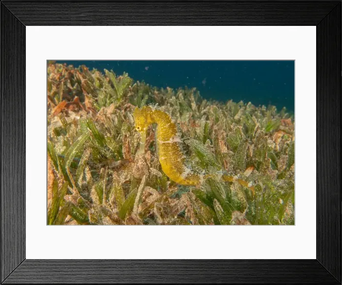 Framed Print : Sea Horse in the Red Sea Colorful and beautiful, Eilat Israel Framed Print : Sea Horse in the Red Sea Colorful and beautiful, Eilat Israel