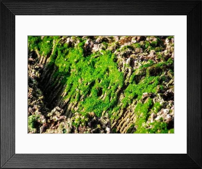 Framed Print : Beautiful colorful coral reefs on the beach Framed Print : Beautiful colorful coral reefs on the beach