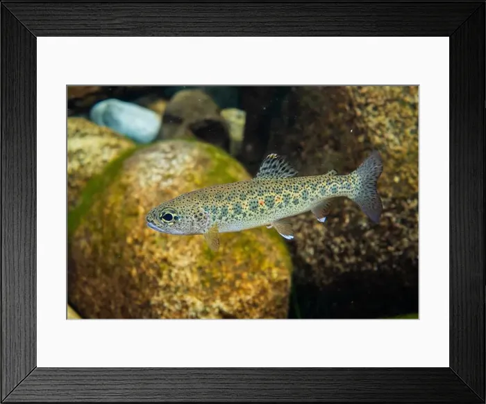 Framed Print : Cutthroat trout displaying amazing colouration in a shallow creek in the Pacific Northwest Framed Print : Cutthroat trout displaying amazing colouration in a shallow creek in the Pacific Northwest