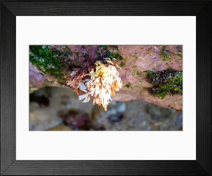 Framed Print : Beautiful colorful coral reefs on the beach Framed Print : Beautiful colorful coral reefs on the beach