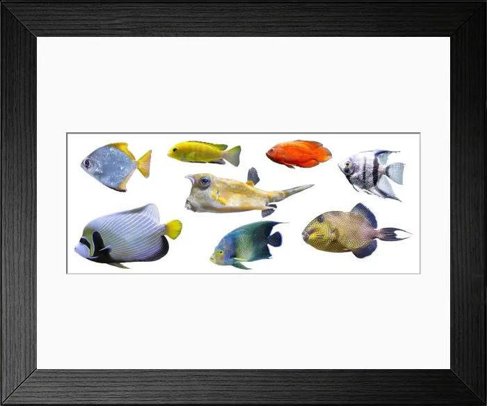 Framed Print : Tropical colorful fishes collection isolated on white background Framed Print : Tropical colorful fishes collection isolated on white background