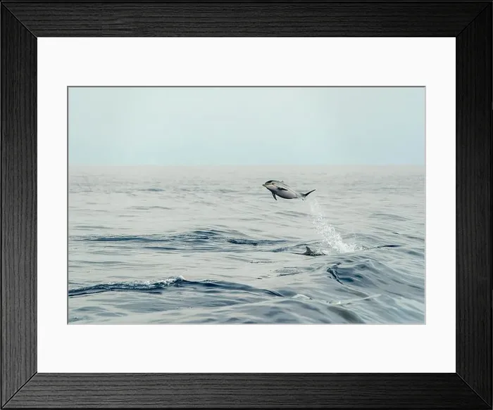 Framed Print : incredible high jump of striped dolphin jumping outside the blue sea Framed Print : incredible high jump of striped dolphin jumping outside the blue sea