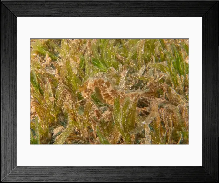 Framed Print : Sea Horse in the Red Sea Colorful and beautiful, Eilat Israel Framed Print : Sea Horse in the Red Sea Colorful and beautiful, Eilat Israel