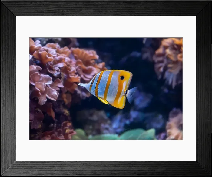 Framed Print : Striped yellow and white tropical fish swimming near coral reef Framed Print : Striped yellow and white tropical fish swimming near coral reef