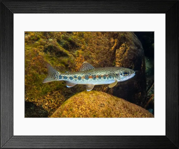 Framed Print : Cutthroat trout displaying spawning colouration Framed Print : Cutthroat trout displaying spawning colouration