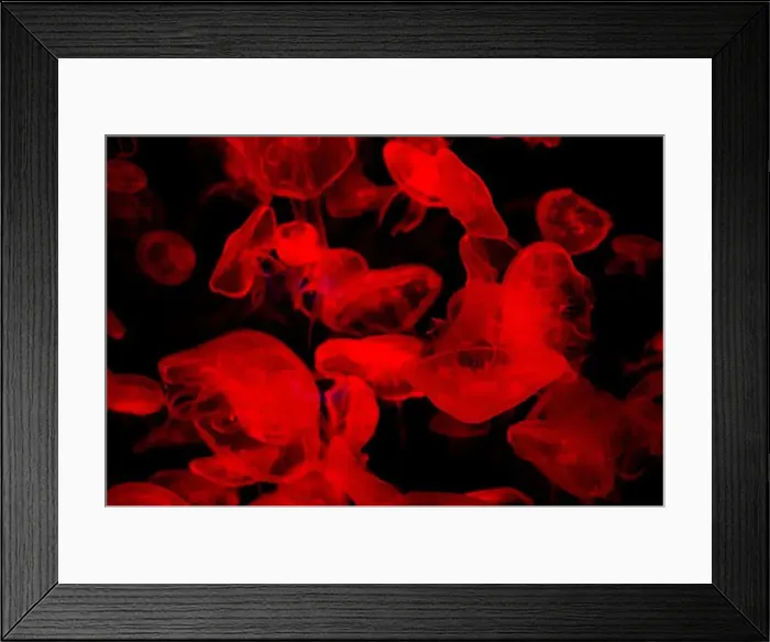 Framed Print : Sea jellyfish under the red light in the aquarium Framed Print : Sea jellyfish under the red light in the aquarium