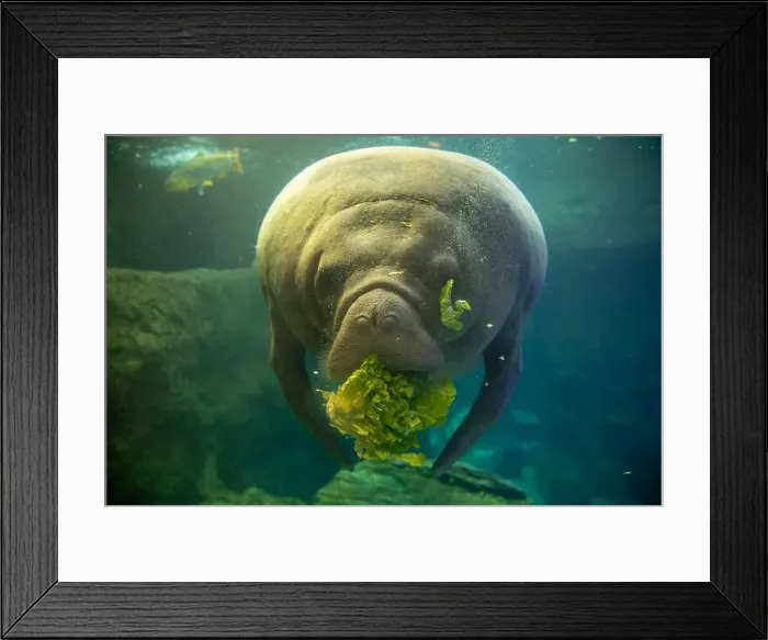 Framed Print : Manatee underwater eating lettuce in an aquarium Framed Print : Manatee underwater eating lettuce in an aquarium