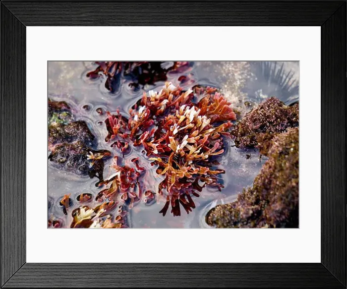 Framed Print : Beautiful colorful coral reefs on the beach Framed Print : Beautiful colorful coral reefs on the beach