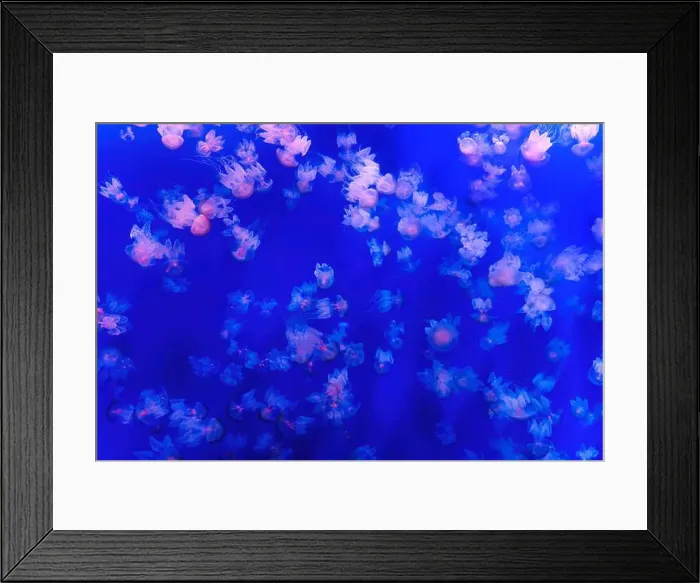 Framed Print : Vibrant and surreal background made of jellyfish gracefully moving underwater in a dreamy blue setting Framed Print : Vibrant and surreal background made of jellyfish gracefully moving underwater in a dreamy blue setting