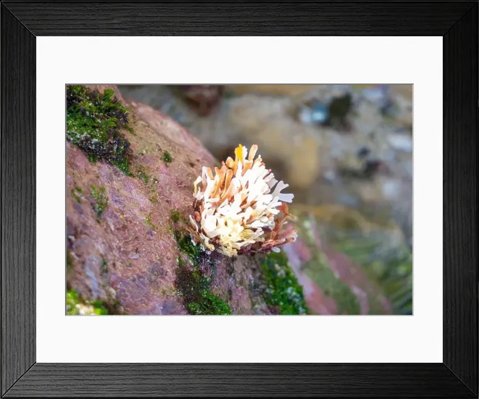 Framed Print : Beautiful colorful coral reefs on the beach Framed Print : Beautiful colorful coral reefs on the beach