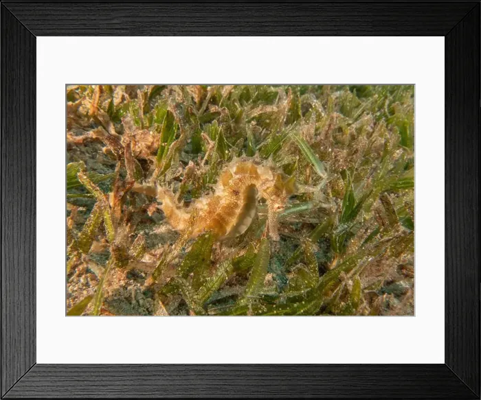 Framed Print : Sea Horse in the Red Sea Colorful and beautiful, Eilat Israel Framed Print : Sea Horse in the Red Sea Colorful and beautiful, Eilat Israel