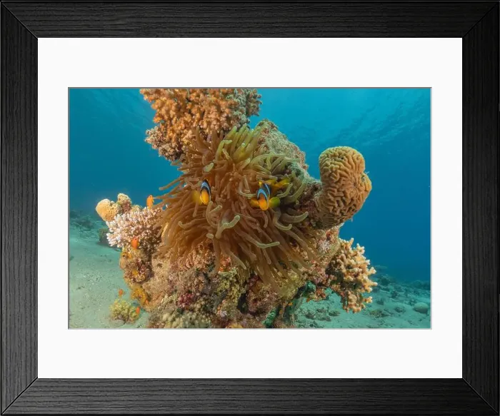Framed Print : Clown-fish anemonefish in the Red Sea Colorful and beautiful, Eilat Israel Framed Print : Clown-fish anemonefish in the Red Sea Colorful and beautiful, Eilat Israel