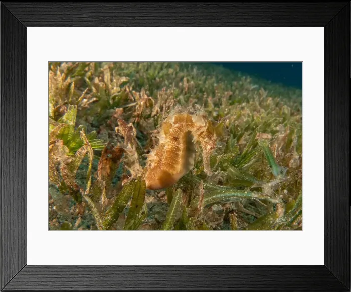 Framed Print : Sea Horse in the Red Sea Colorful and beautiful, Eilat Israel Framed Print : Sea Horse in the Red Sea Colorful and beautiful, Eilat Israel