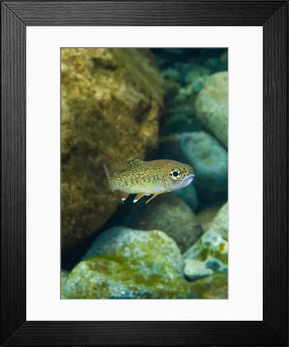 Framed Print : Juvenile trout in a cold water stream Framed Print : Juvenile trout in a cold water stream