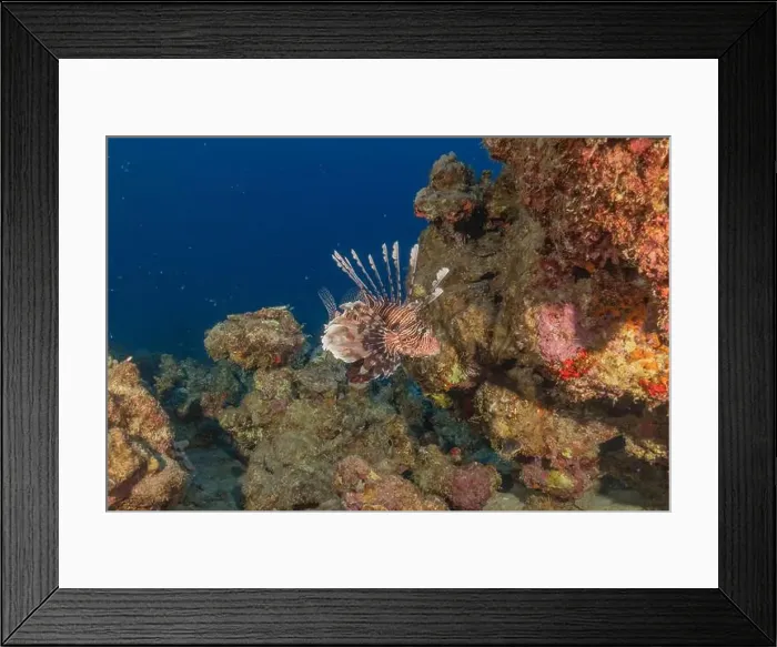 Framed Print : Lionfish in the Red Sea colorful fish, Eilat Israel Framed Print : Lionfish in the Red Sea colorful fish, Eilat Israel
