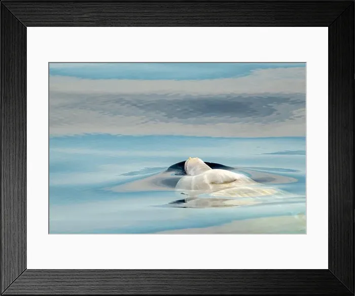 Framed Print : a Cuvier Beaked Whale underwater near sea surface while breathing Framed Print : a Cuvier Beaked Whale underwater near sea surface while breathing