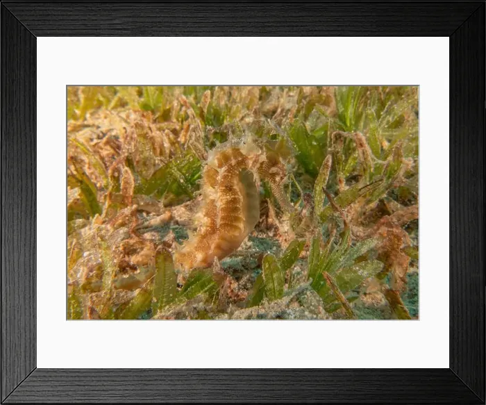 Framed Print : Sea Horse in the Red Sea Colorful and beautiful, Eilat Israel Framed Print : Sea Horse in the Red Sea Colorful and beautiful, Eilat Israel