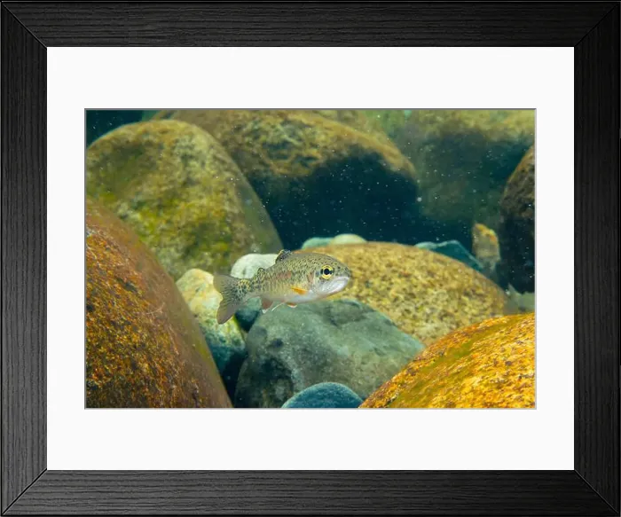 Framed Print : Young Cutthroat trout in a shallow creek in North Vancouver Mountains