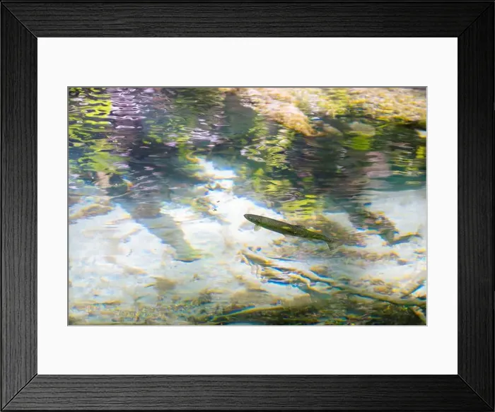Framed Print : Cutthroat trout in a stream in the Squamish river tributary Framed Print : Cutthroat trout in a stream in the Squamish river tributary