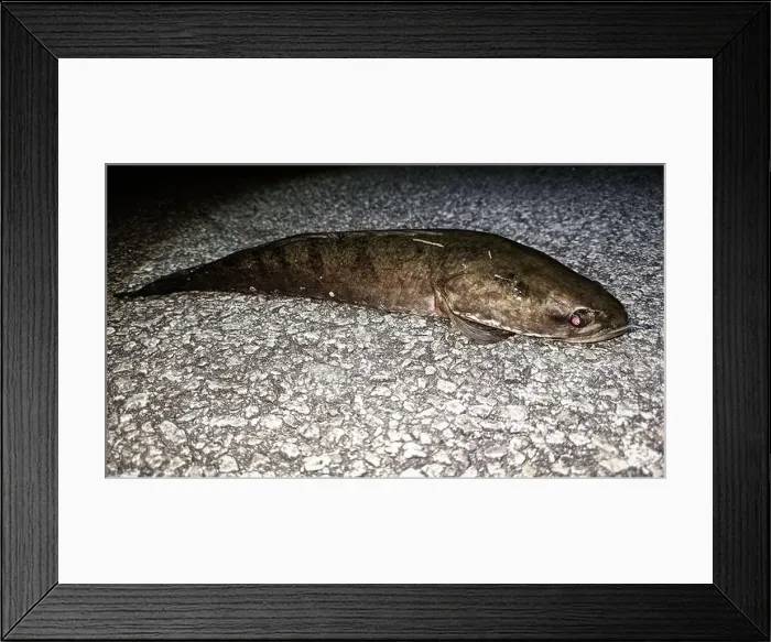 Framed Print : Closeup of a freshwater fish that was successfully caught by an angler Framed Print : Closeup of a freshwater fish that was successfully caught by an angler