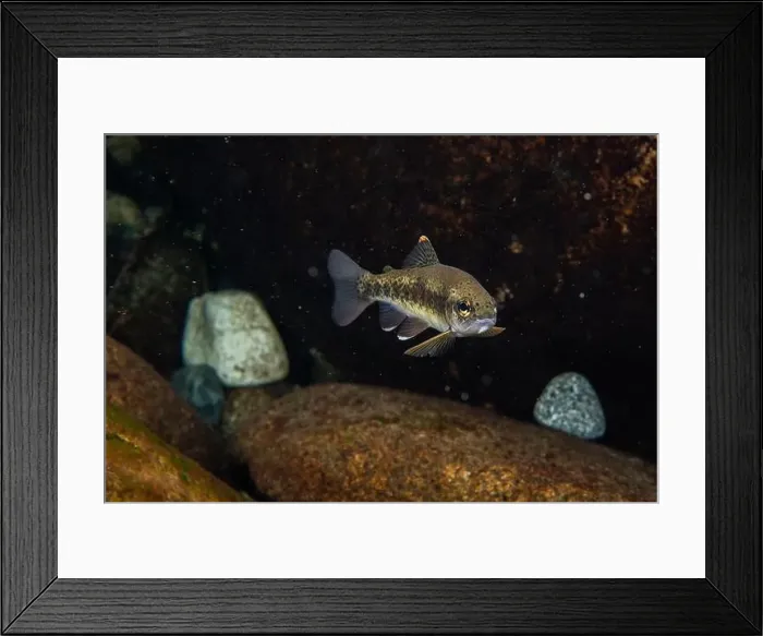 Framed Print : Adult Cutthroat trout Framed Print : Adult Cutthroat trout