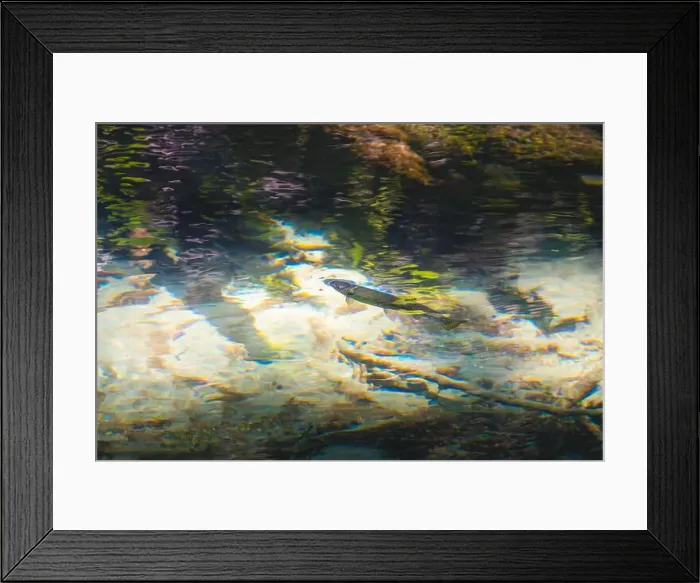 Framed Print : Trout feeding in a small insect in the water surface