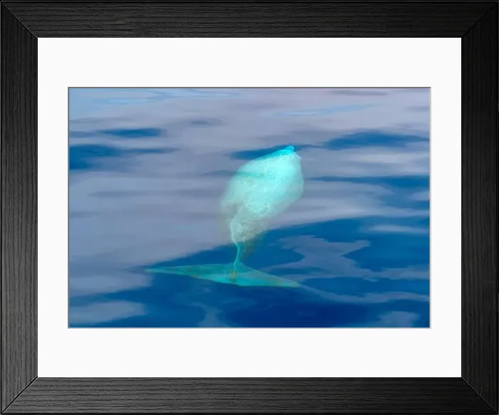 Framed Print : a Cuvier Beaked Whale underwater near sea surface while breathing Framed Print : a Cuvier Beaked Whale underwater near sea surface while breathing