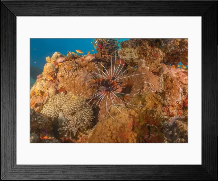 Framed Print : Lionfish in the Red Sea colorful fish, Eilat Israel Framed Print : Lionfish in the Red Sea colorful fish, Eilat Israel