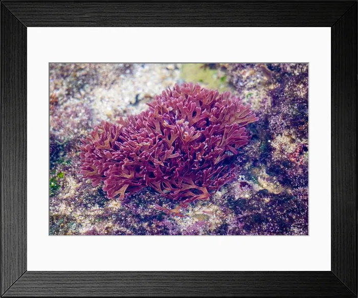 Framed Print : Beautiful colorful coral reefs on the beach Framed Print : Beautiful colorful coral reefs on the beach